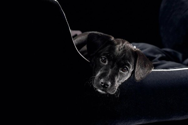 Hermoso cachorro negro mirando hacia adelante