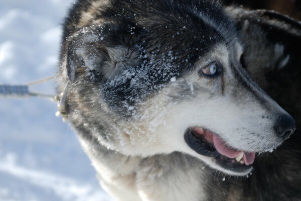 A frightened husky on a leash looks back