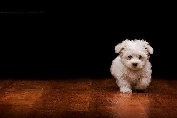 White curly fluffy puppy