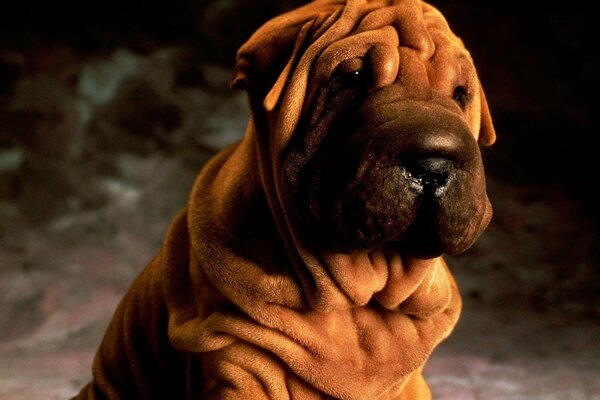 Le regard triste du chiot Shar Pei