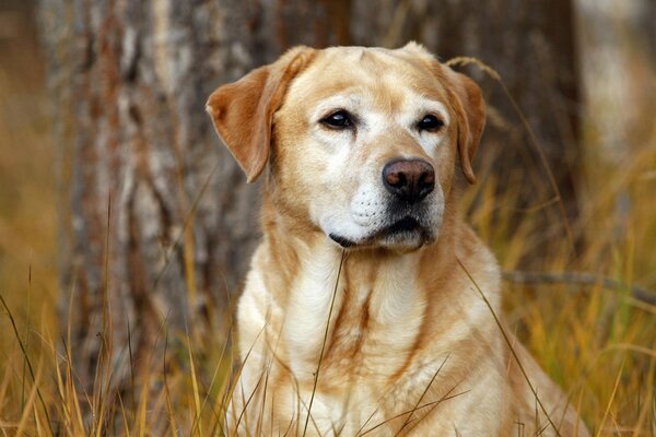 Chien rouge Labrador parmi les hautes herbes