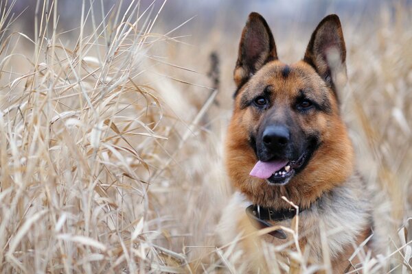 German Shepherd among the dry tall grass