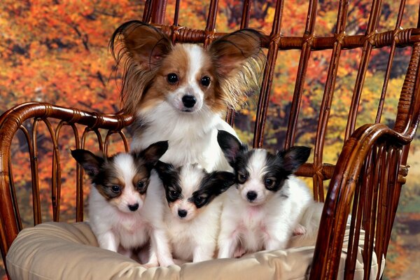 Fotos familiares de cachorros con mamá