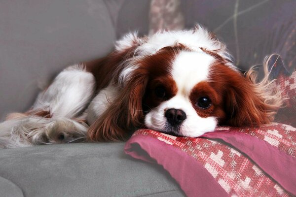 Kleiner pelziger hund ruht sich auf der couch aus