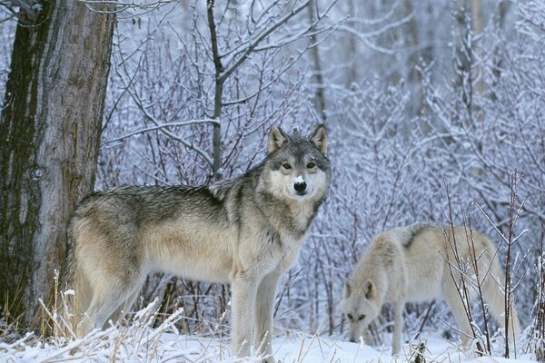 Wolves in the winter snow-covered forest