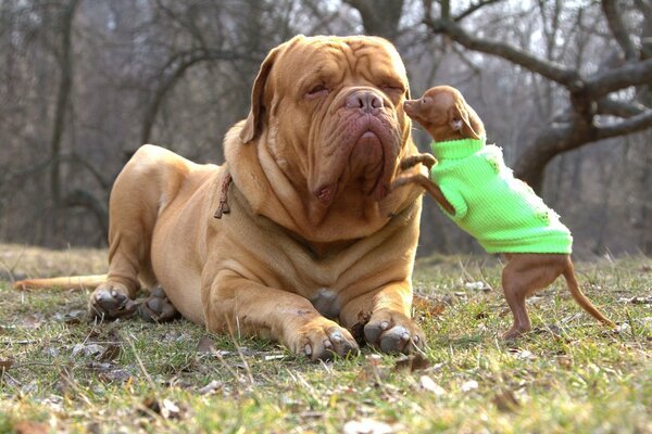 Hundeseligkeit vor kindlicher Unfug