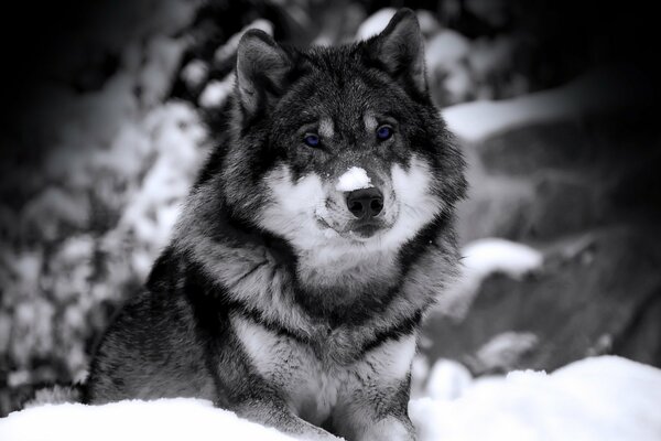 Fotografía en blanco y negro con un lobo en la nieve