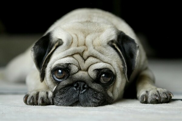 The thoughtful look of a cute pug