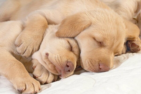 Cachorros de Labrador durmiendo juntos