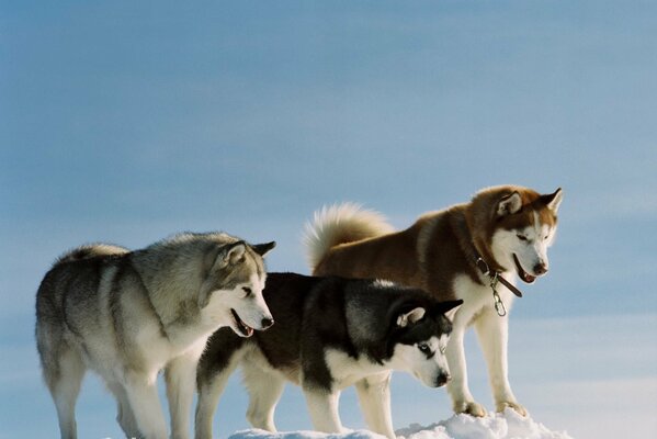 Photos de chiens Husky