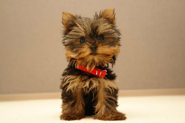 Petit chiot mignon avec collier rouge