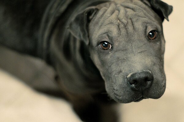 Pantera nera come un cane nero