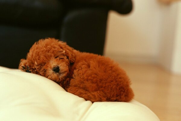 Chiot bouclé dort sur une chaise blanche