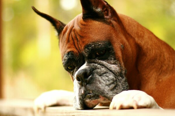 C est un câble de chien de belle couleur marron