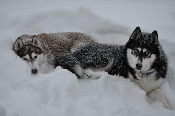 Huskies im Schnee. Huskies auf einem Spaziergang