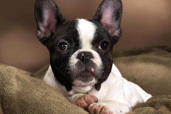 Un simpatico bulldog con i tacchi rosa giace su un cuscino con uno sguardo devoto