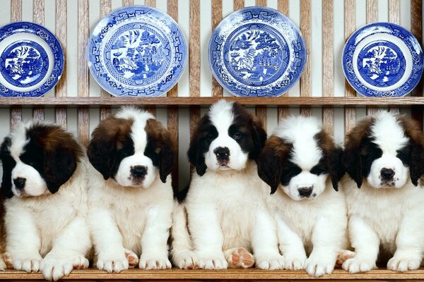 Chiots assis dans une rangée sur un fond d assiettes