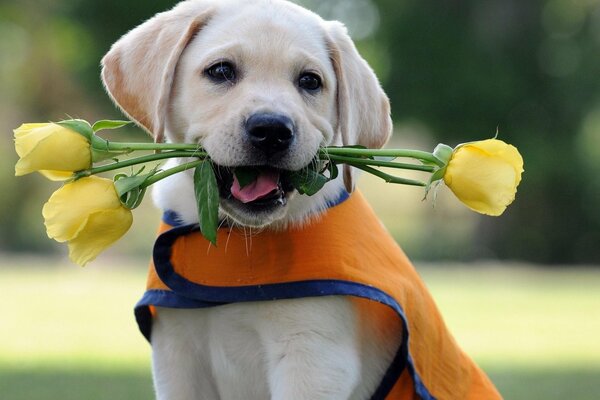 A joyful puppy with yellow roses