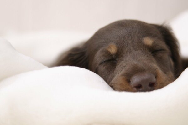 Cucciolo che dorme sul morbido