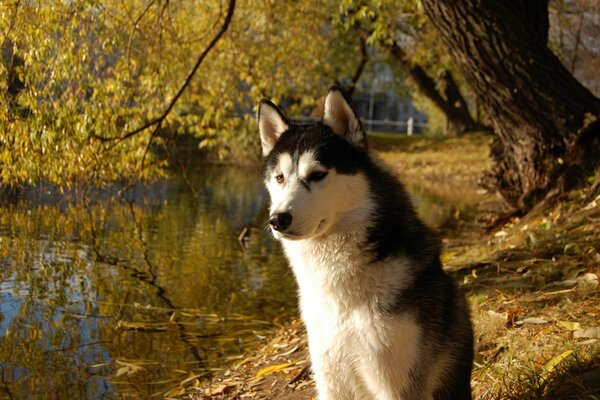 Husky sur la rive de la rivière. Automne doré