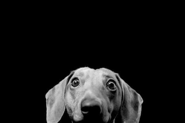 A gray dachshund looks at the viewer on a black background