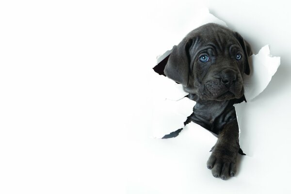 Un chiot aux yeux bleus a franchi le mur