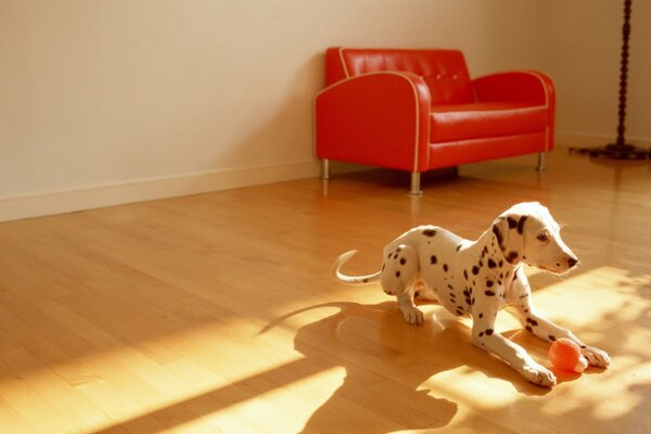 Dalmatian on the floor with a red ball