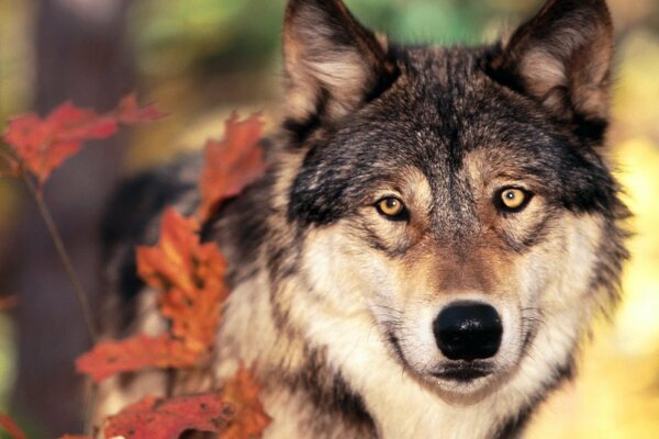 L autunno nella foresta dipinge e gli animali