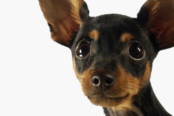 Chihuahua con orejas grandes sobre fondo blanco