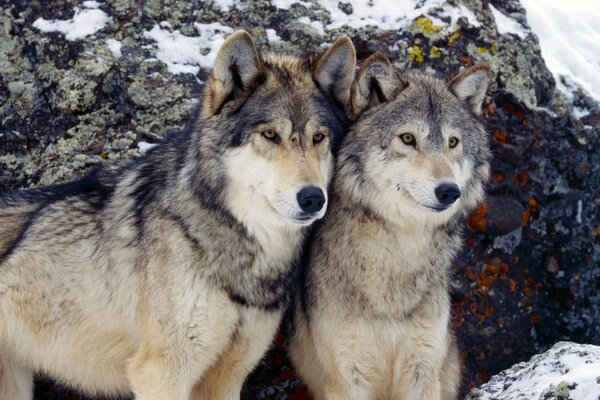 Pareja de lobos en el fondo del paisaje invernal