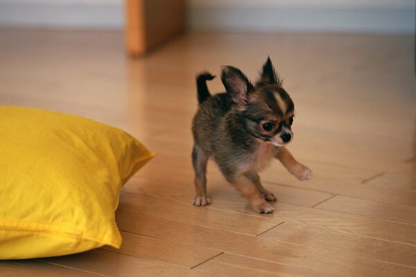 Ce Terrier est un chiot tout à fait jouer à l oreiller jaune