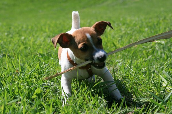 Jack Russell s active games in the grass with a stick