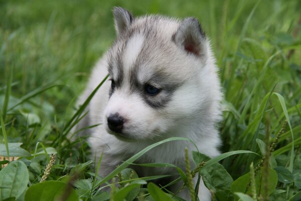 A white husky puppy watches in the grass