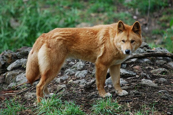 Perro dingos pelirrojo serio