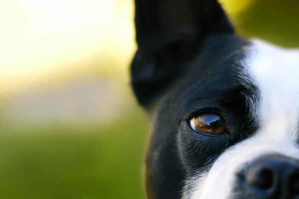 Marco Schießen einen schwarzen und weißen Hund