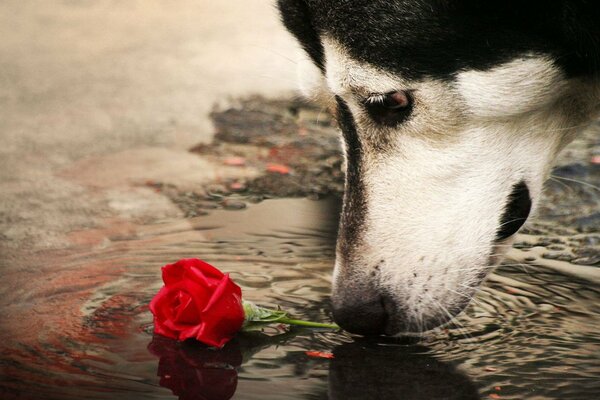 Dévotion canine dans une rose brisée