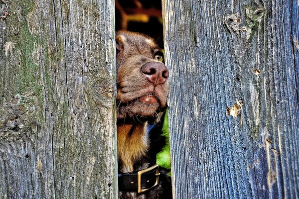 Peeping Dog en la valla