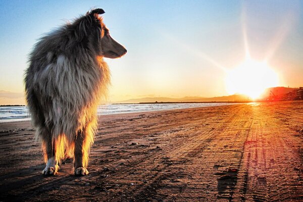 Perro caminando por la playa al amanecer