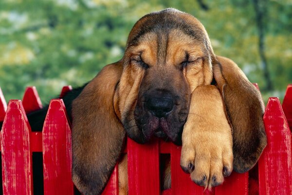 Le rêve d un chien de pompier sur une clôture