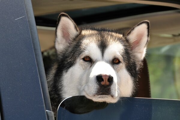 Husky-Hund im Autofenster