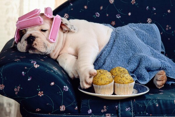 Humorous picture: a bulldog on a sofa in curlers and a towel