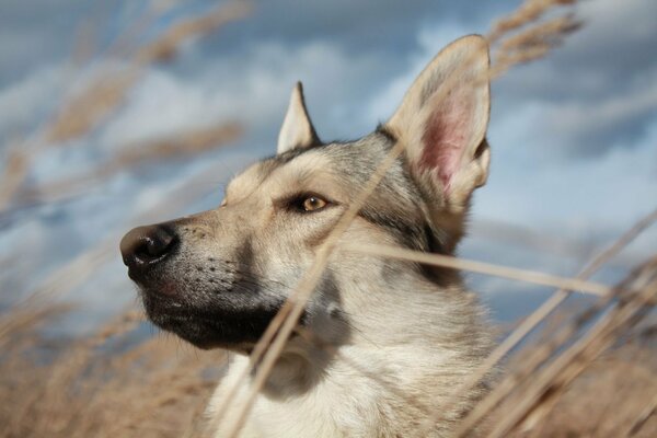 A husky looking into the distance among the tall grass