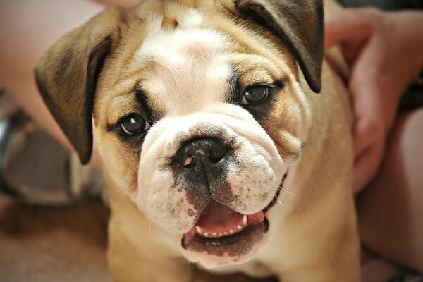 Chiot bouledogue mignon en regardant la caméra