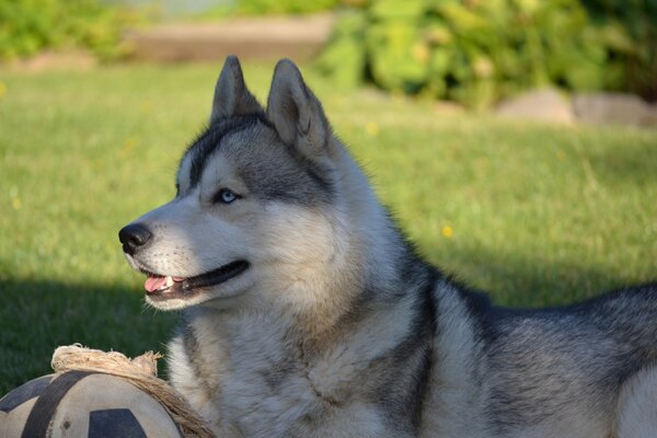 Husky-Spiele mit einem Ball an einem sonnigen Tag