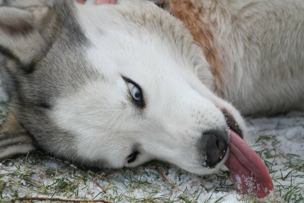 Perro juguetón. Husky con la lengua sacada