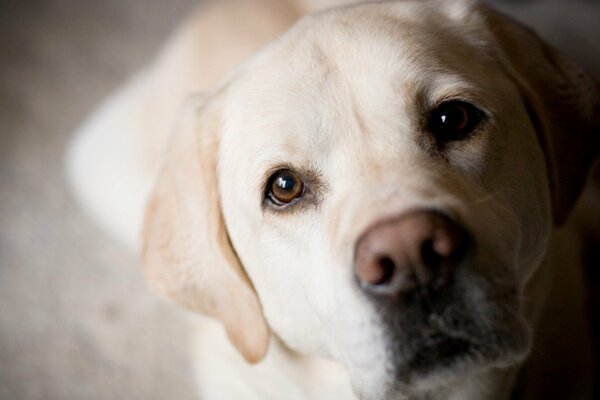 Golden labrador on beige background