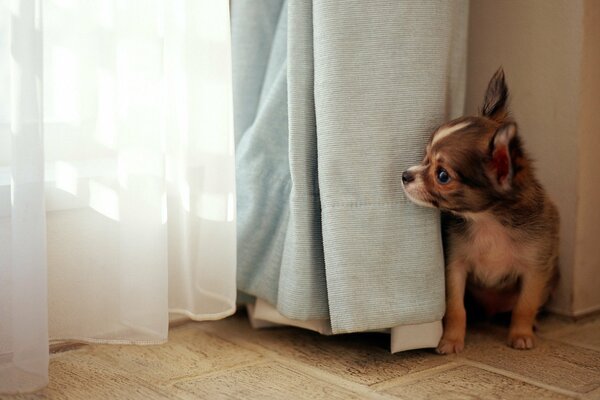 Chiot sur le sol derrière les rideaux. Intérêt