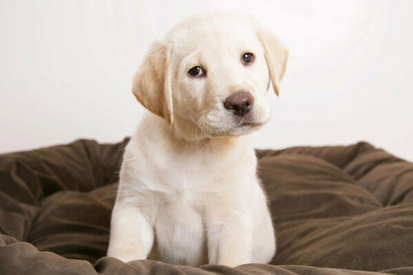 Piccolo cucciolo di Labrador seduto sul suo lettino