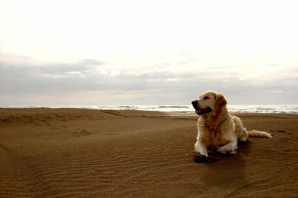 Chien d or au bord de la mer. Plage sableuse