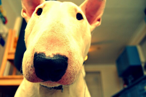 The bull terrier assessed you with a glance